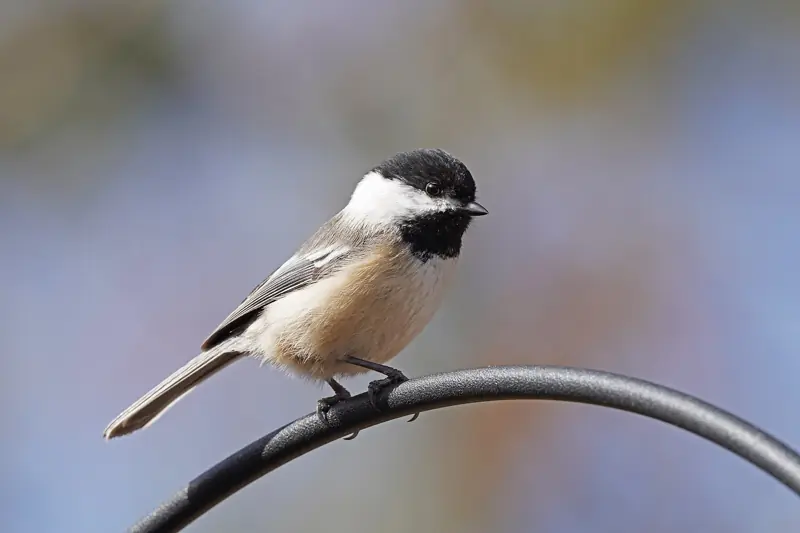 Black-capped chickadee perched on a curved metal hook
