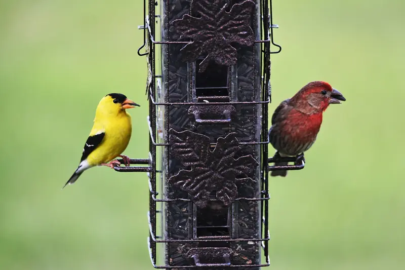 American goldfinch and house finch feeding at a metal mesh tube feeder