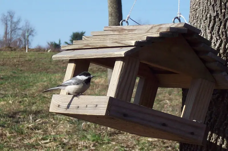 Chickadee at a wooden hopper-style bird feeder